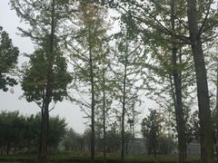 -洨河生态公园