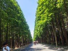 -日照海滨国家森林公园