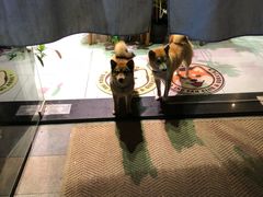 -柴务处·柴犬主题狗咖