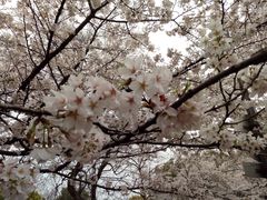 -武汉大学-樱园
