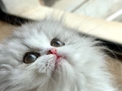 -momokira米努特·德文卷毛猫·棉花面纱犬