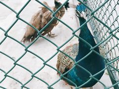 -上海滴水湖皇冠假日酒店