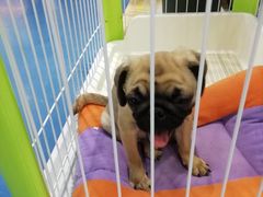 -龟与熊猫宠物公园(南坪店)