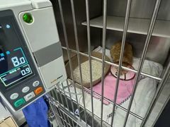 -御宝贝·A梦猫科宠物医院(国际猫友好医院)