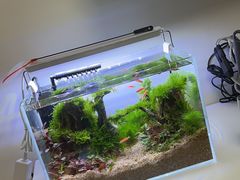 -花鸟鱼虫鲜花绿植市场(玉泉路店)
