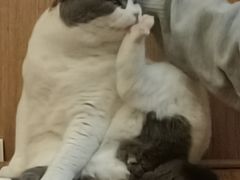 -MOCHA明星猫咖(田子坊店)