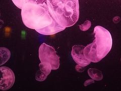 -太平洋海底世界