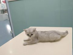 -瑞派·关忠动物医院·异宠专科·犬猫肿瘤·皮肤专科(望京店)