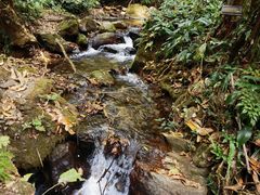 -莫里热带雨林景区