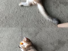 -泰国佛·塔罗·泰牌狐仙古曼