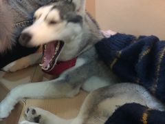 -Husky Go! 哈士奇体验馆·宠物咖啡厅狗咖
