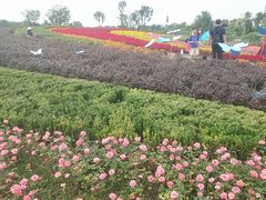 景点-天府芙蓉园