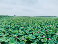 -洪湖生态旅游区