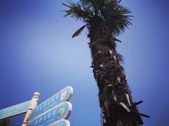 -洛阳郁金香牡丹园