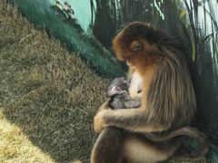 -西霞口神雕山野生动物世界