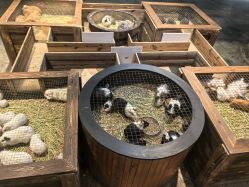 -酷嗒动物文化乐园(cutezoo西溪乐天城店)