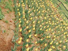 -咸阳湖景区-统一广场