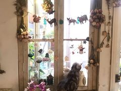 -海边的猫和咖啡馆