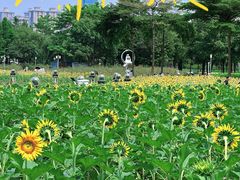 -顺峰山公园