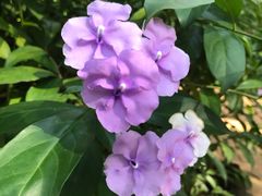 -海南热带野生动植物园