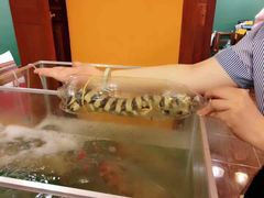 -茉莉.Red Crab