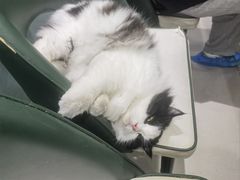 -安格丽娜·狗咖·猫咖羊驼咖(春熙路百盛商场店)