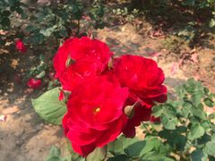 -白塘生态植物园