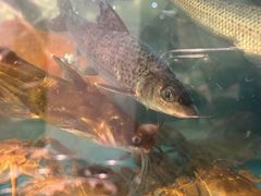 -小钱鱼馆(富春路店)