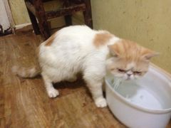 -猫色咖啡·猫咖