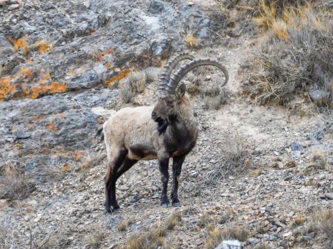 中国唯一的野山羊——北山羊