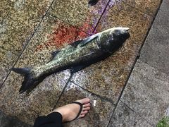 风干肉炖鲜笋-好灶头妈妈菜·柴火灶台鱼·千岛湖土菜地标美食