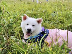 -白草畔自然风景区