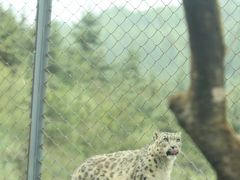 -青藏高原野生动物园