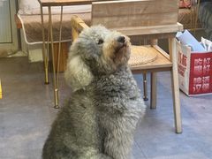 -沏点Trattoria意大利餐厅(新街口店)
