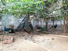 -呀路古热带植物园