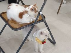 -共舞时光猫咖·狗咖(新街口店)