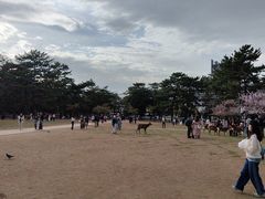 -奈良公园