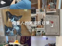 -山宅一喵德文卷毛猫舍