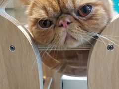 -飞行喵MR PILOT|猫舍·猫咖(静安大融城店)