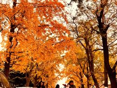 -八大关景区