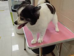 -北京观赏动物医院·24小时大型综合·猫专科·异宠专科