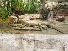 -广州长隆飞鸟乐园