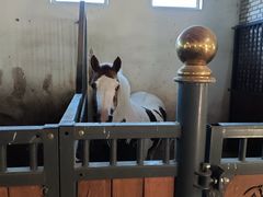 -北京群众马术培训基地