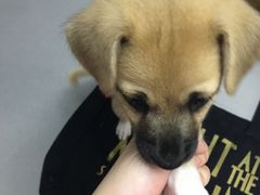 -爱侣宠医·鹦鹉专科·小型哺乳类·异宠专科(灵石路店)