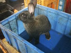 -温江公平红烧兔(总店)
