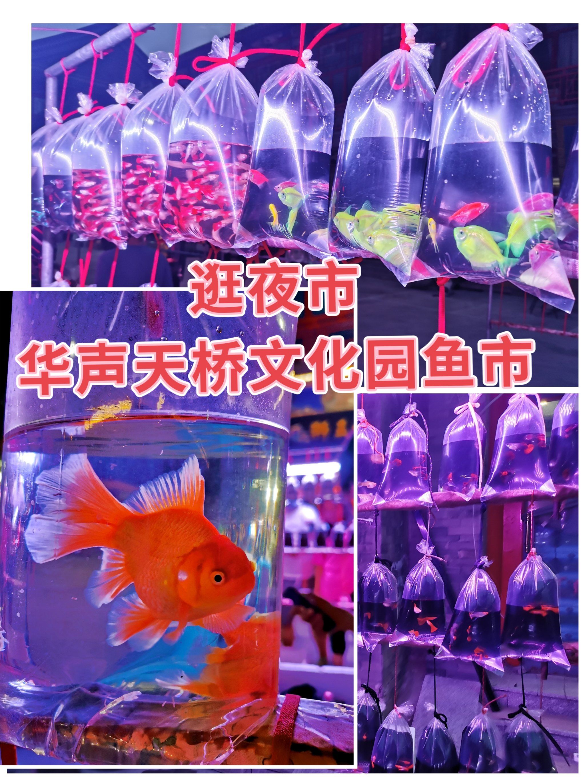 【北京最美夜市】-高碑店鱼市