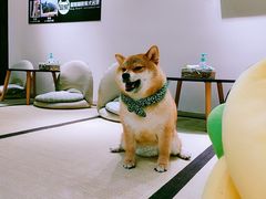 -逗柴咖啡屋·狗咖猫咖宠物桌游