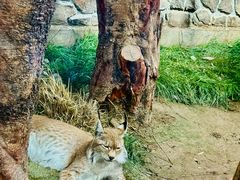 -青藏高原野生动物园
