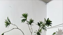 -DORA kids 朵拉儿童摄影花园店