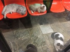 -猫咪博物馆(顶澳仔猫街店)